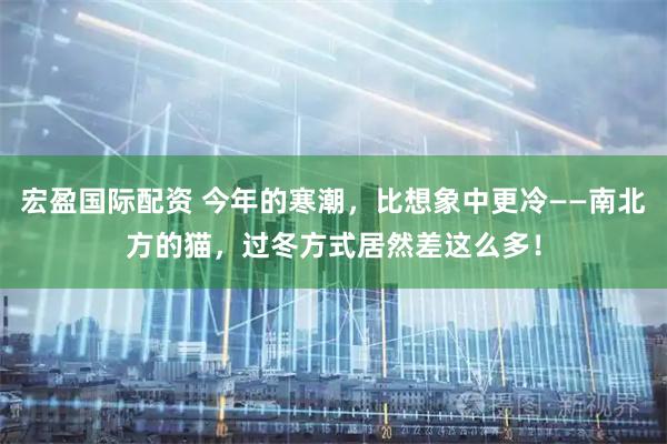 宏盈国际配资 今年的寒潮，比想象中更冷——南北方的猫，过冬方式居然差这么多！